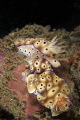  Three rowThree Hypselodoris tryoni nudibranchs during mating session.Nikon D750 two Ikelite strobes Nikkor 105mm ISO 100 f22 1125Dauin Negros Oriental Philippines session. session f/22, f22, 22, 1/125 1125 125  